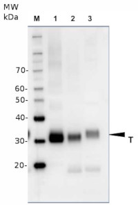 V-ATPase | Epsilon subunit of tonoplast H+ATPase in the group Antibodies for Plant/Algal / Developmental Biology / Ion metabolism at Agrisera AB (Antibodies for research) (AS07 213)